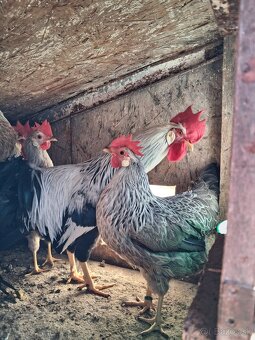 Vlaška Striebrokrka - 5