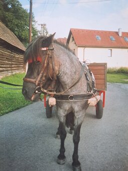 Predám poprsný postroj - 5