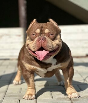 American bully s PP - 5