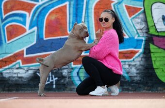 American bully s PP - 5