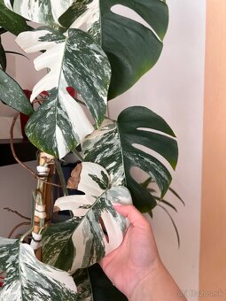 Monstera albo - 5