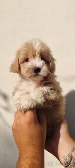 Malé dievčatká Micro Maltipoo - 5