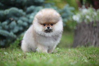 Štěňátko Teddy Bear s rodokmenem šampionů - 5
