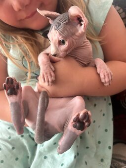 Sphynx - 5