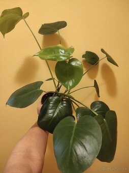 MONSTERA DELICIOSA - 5