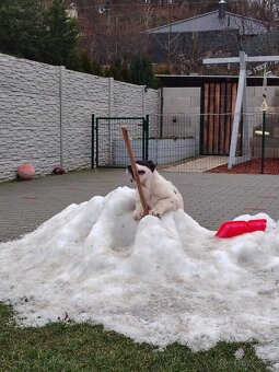 Stredoázijsky ovčiak - 5