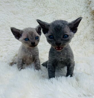 Devon Rex. Modré mačky na výber. Cena za jedného. z PP - 5