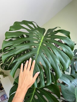 Monstera deliciosa cca 2,4 m - 5