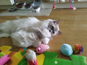 Ragdoll koťátka - 5