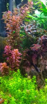 Akvatera, rastliny, krevetky , šváby a iné - 5