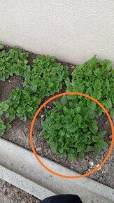 Sadenice byliniek - 5