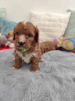 Cavapoo - 5