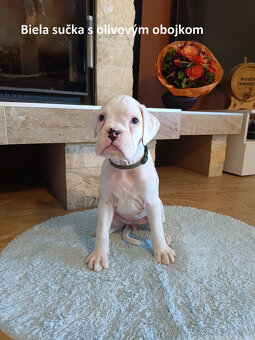 Nemecký boxer s PP - 5