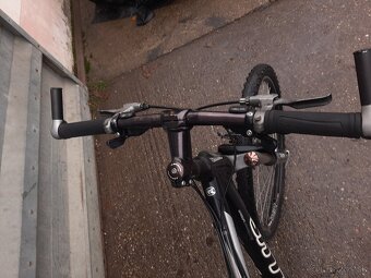 Kellys salamander - 5