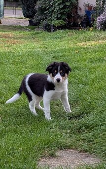 Border kolia tricolor - 5