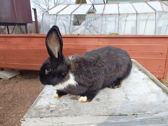 Predám králiky - 5