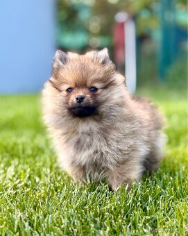 Pomeranian trpazličí špic - 5