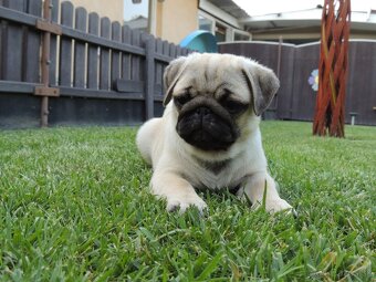 MOPS s PP.FCI - 5