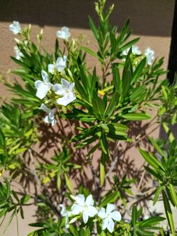 Predám oleander - 5