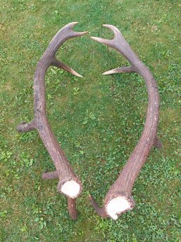 Trofej trofeje paroh parohy parozie zhody - 5