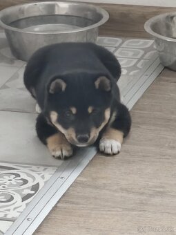 Shiba inu - 5