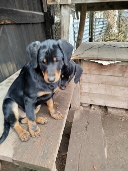 Darujem Šteniatká - 5