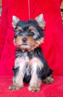 Yorkshire terrier s PP - psík - 5