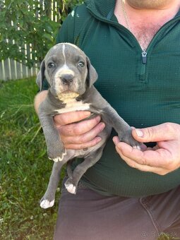 Cane Corso - 5