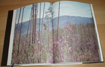 Černý sobol, hnědý medvěd - 5