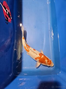 Koi kapor - 5
