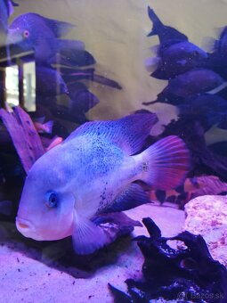 Vieja Bifasciata Fenestratus - 5