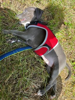 Americký stafordšírsky teriér 🐶 - 5