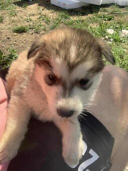 Steniatka Malamuta - 5