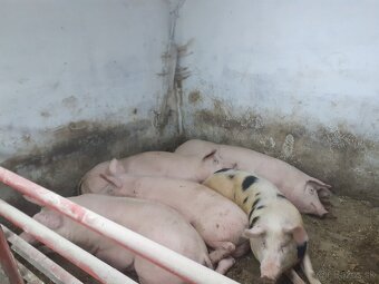 Predám prasatá - 5