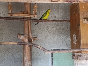 Papagáj horský - 5