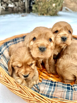 Anglický kokeršpaniel - 5