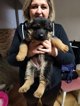 Nemecký ovčiak - 5