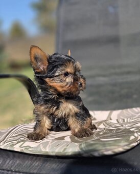 Yorkshirsky terier - 5