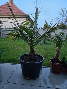 Palma Jubaea Chilensis - 5