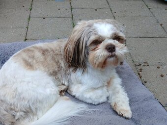 Fenka Shih-tzu - rezervovana - 5