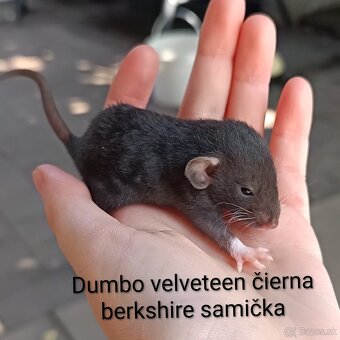 ❤ Exkluzívne dumbo, velveteen potkaníky - 5