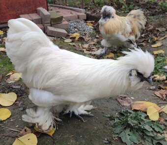 Kohút - hodvábnička zdrobnená - USA - 5