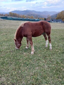 Predám žriebätá - 5