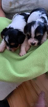 Yorkshire terier biewer - 5