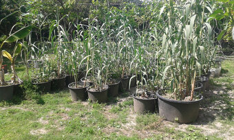 TRSTINA OBROVSKÁ - 5