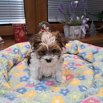 Biewer,Halbbiewer,Oceán - 5