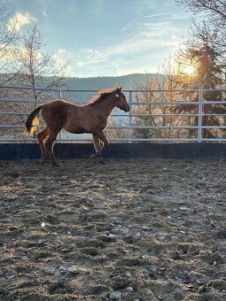 APH Dun Žrebček - 5