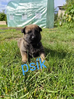 Belgický ovčiak Malinois / Nemecký ovčiak - 5