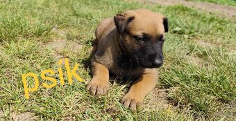 Belgický ovčiak Malinois / Nemecký ovčiak - 5