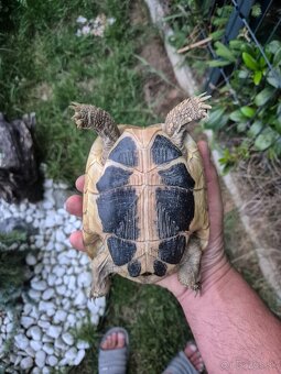 Testudo hermanni Sicilia - 5